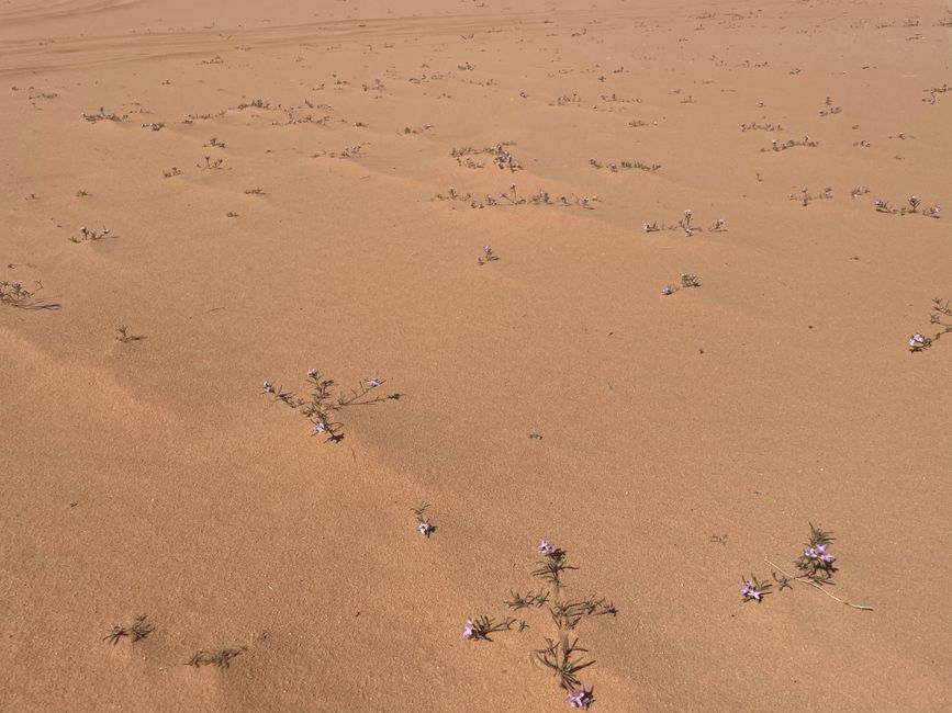 Blumen im Wüstensand