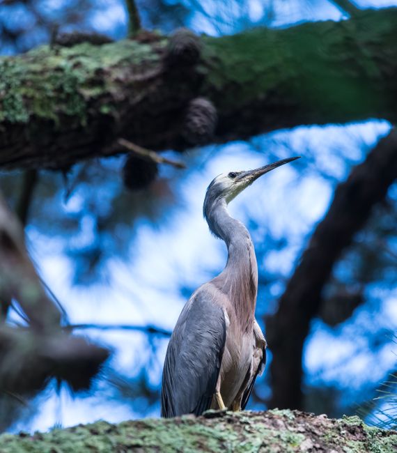 withe-faced Heron