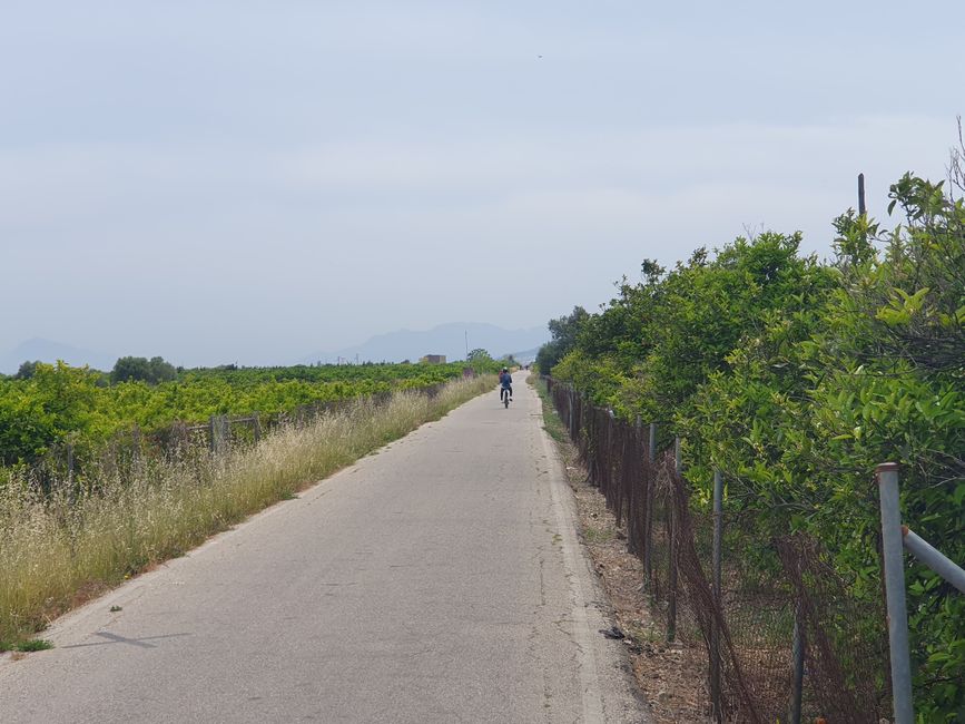 Path through orange plantations
