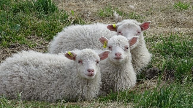 Lambs - A special greeting