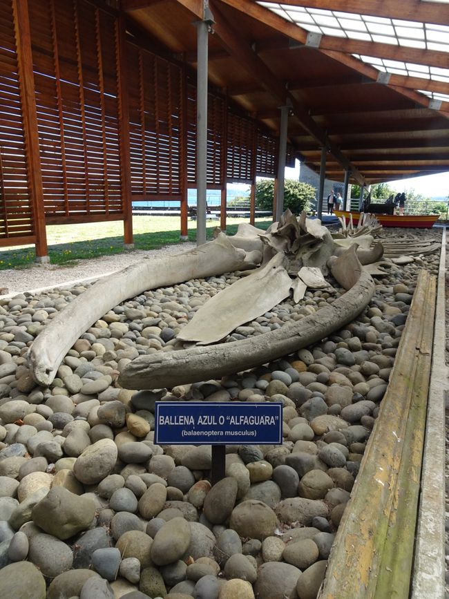 Skelett eines Blauwals im Museum 