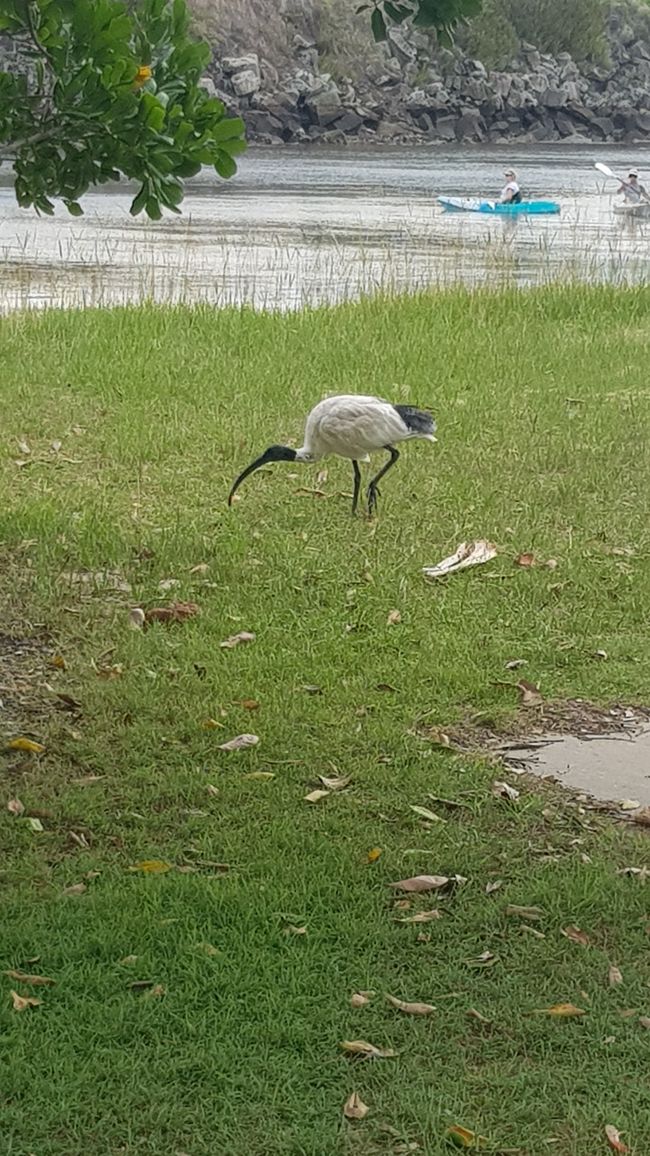 and an ibis