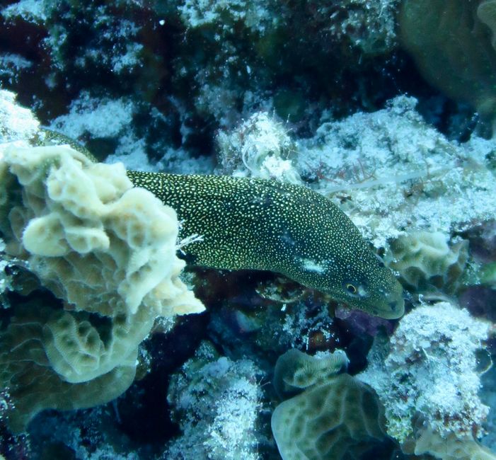 Moray at Yucab Reef