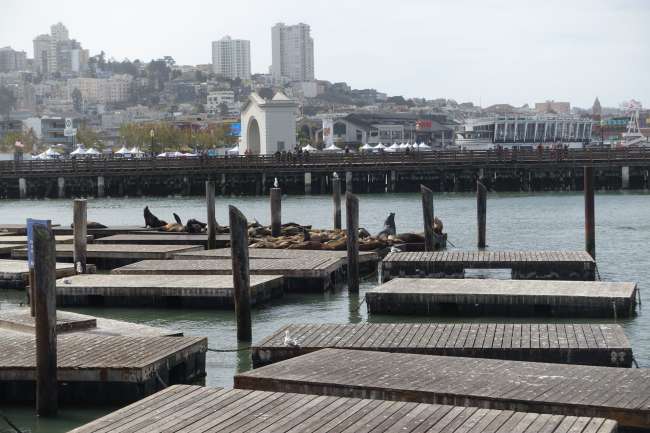 Pier 39 with the sea lions