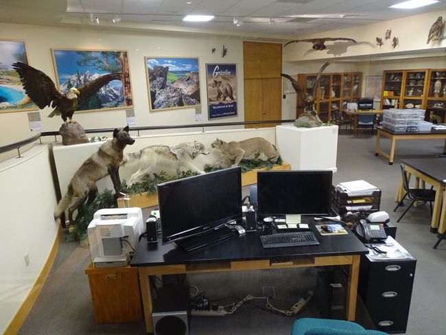 Very cool office at the Natural History Museum. Peter now also wants a wolf in his office.