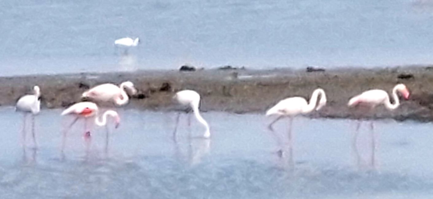 Lido di Comacchio/die rosa Flamingos