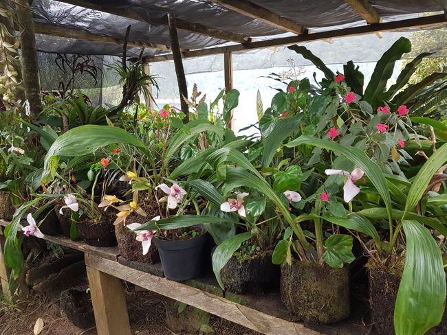 Orchideengarten auf der Insel der Laguna Pojoj