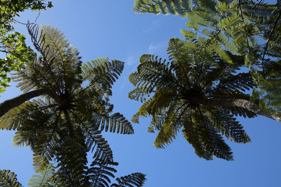 New Zealand - South Island - Marlborough Sounds - Queen Charlotte Drive - Tree Ferns