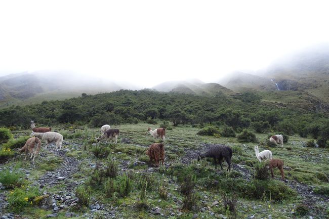 Lama/Alpaka Herden auf dem Weg