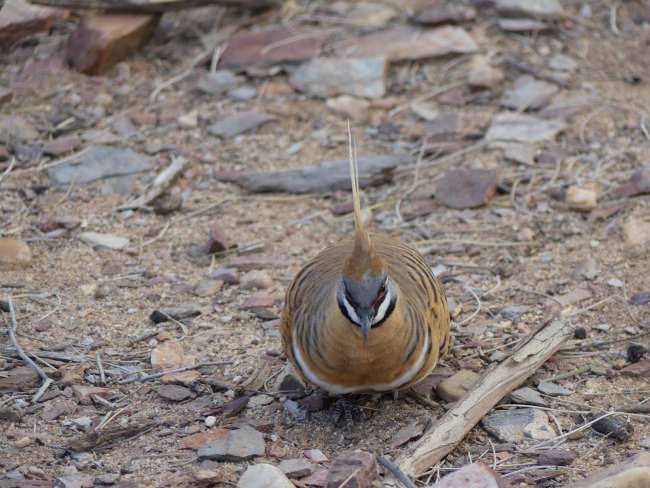 Spinifex Pigeon, looks so funny!
