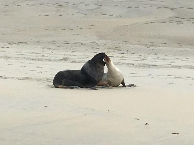 Auf Tuchfühlung mit Seelöwen in Dunedin