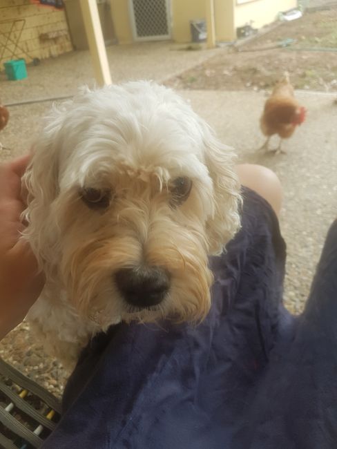 The always slightly sad-looking family dog Benson with one of the 4 chickens