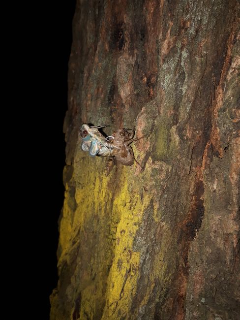 Cicada molting – darn critters