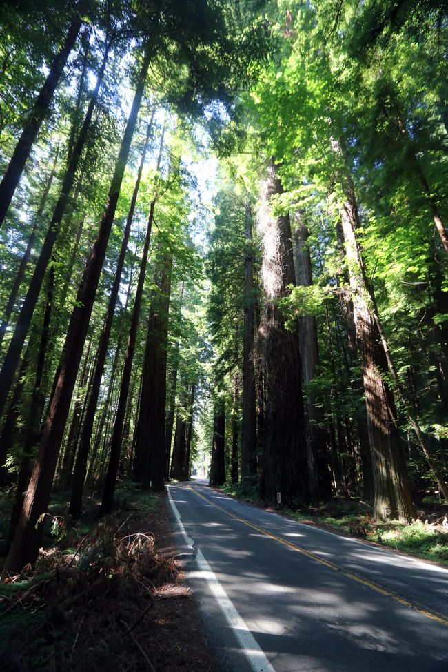 "Avenue of the Giants" - even more tree giants 😉 in California