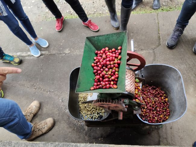 The first machine to separate the fruit from the bean. The bean is on the left, the rest on the right.