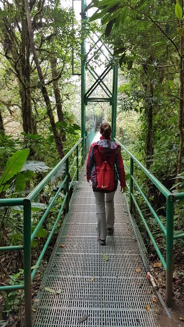 Nebelwald Monteverde