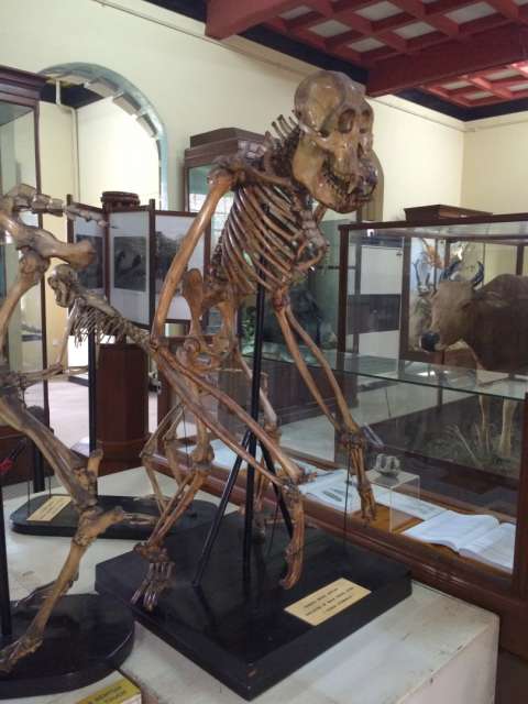 Skeleton of an orangutan; striking resemblance to the human