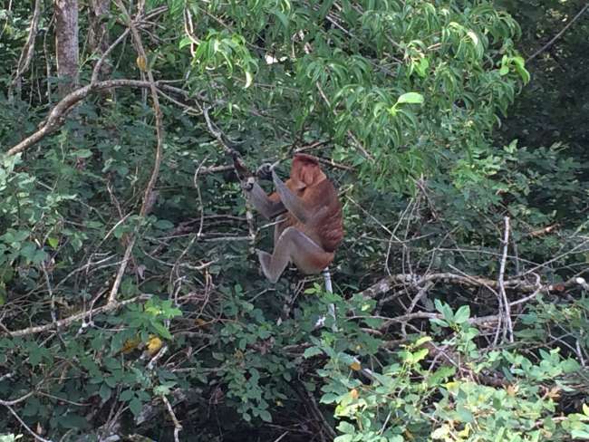 Proboscis monkey in the Bako National Park