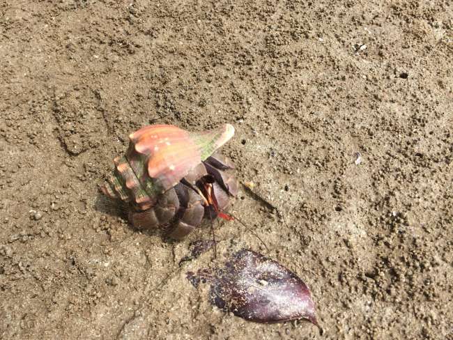 Shy hermit crab