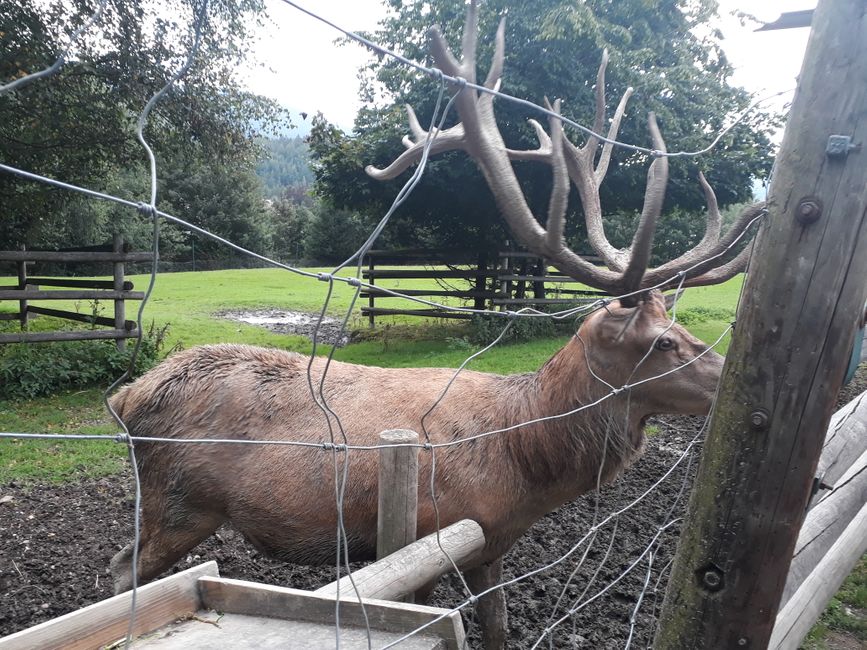 Zoo in Lohberg.