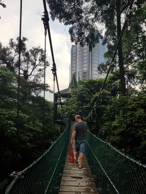 KL Eco Forest: After 3 months of searching, our 1st Canopy Walk, as the previous ones had always been closed.. <3