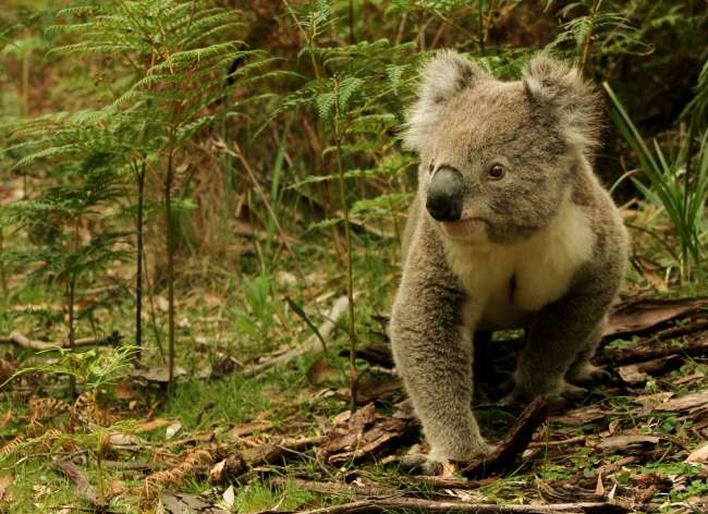 Erste Annäherungsversuche. In diesem Moment cancellte ich den Punkt auf meiner To-Do Liste, in einen Park zu gehen und einen Koala zu streicheln. In diesen Minuten hätte ich nur den Arm auszustrecken brauchen und hätte den Koala berühren können. Aber wozu? Wir konnten die tolle Erfahrung machen, einen wilden Koala hautnah zu erleben. Und das ist 100 mal mehr wert als einen Koala zu halten, der tagtäglich von Touri zu Touri weitergereicht wird.