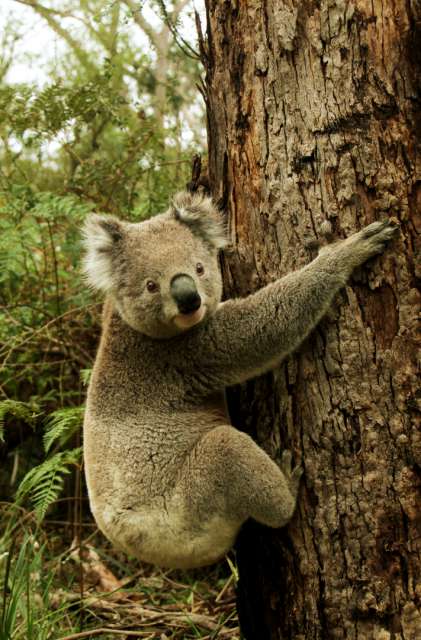Nachdem Pia ruckartig aufstand, sprang unser Koala mit einem Klatsch auf den Baum. Niiiicht schlecht! Pia's Kommentar: Oh sorry, wollt' ich nicht.