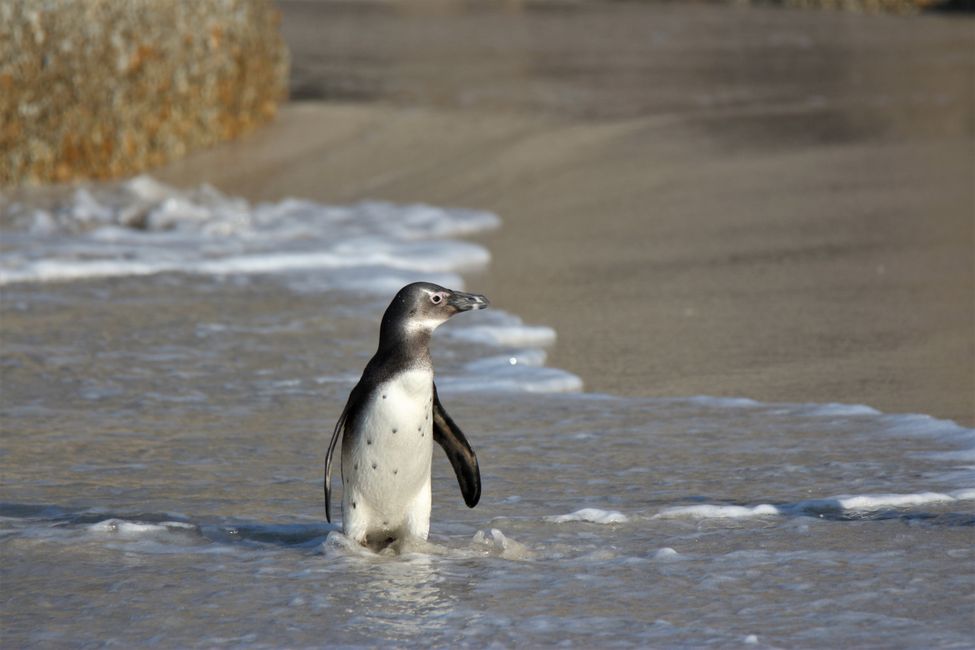 Day 19: Cape Town! Table Mountain, Beach & Penguins