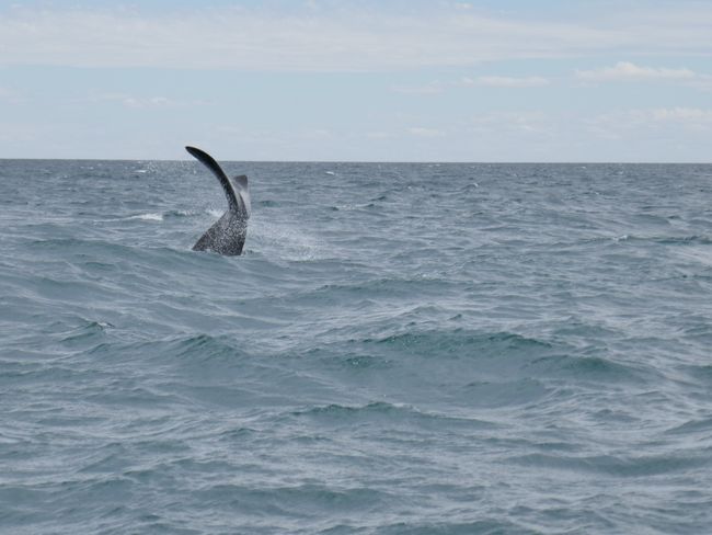 In der Hochsaison tummeln sich in der Bucht bis zu 1700 Wale und man kann sie sogar vom Land aus sehen. Wir sind in den letzten Tagen der Beobachtungssaison und erwischen noch die letzten Tiere, bevor sie über den Sommer in kühlere Gewässer ziehen