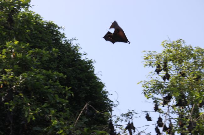 Flying fox or bat - who knows