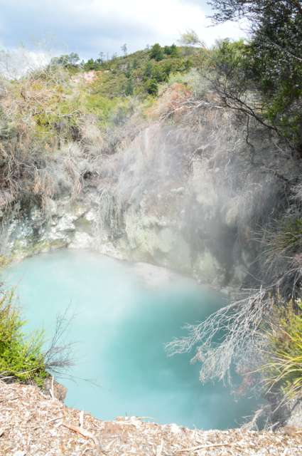 Te Puia - Vapeur de geyser, culture Maori et un kiwi vivant