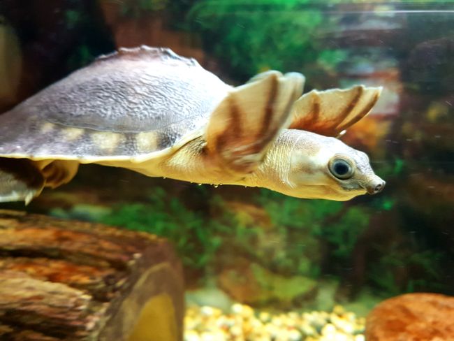 The Pignose Turtle - cutest thing ever