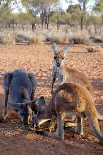 The kangaroo sanctuary