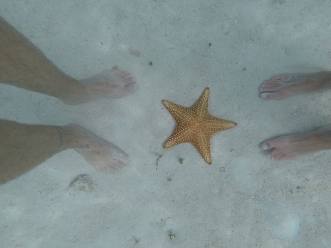 Starfish Pool zwischen den Inseln