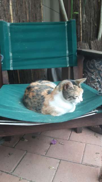 Hostel cat in Kaitaia (the chair was hers)