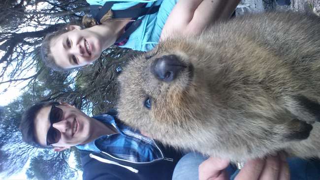 Bunny ears for the quokka