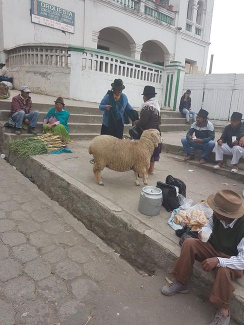 Viehmarkt Otavalo