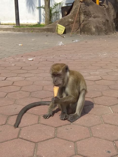 The monkeys at the Batu Caves were quite cheeky.