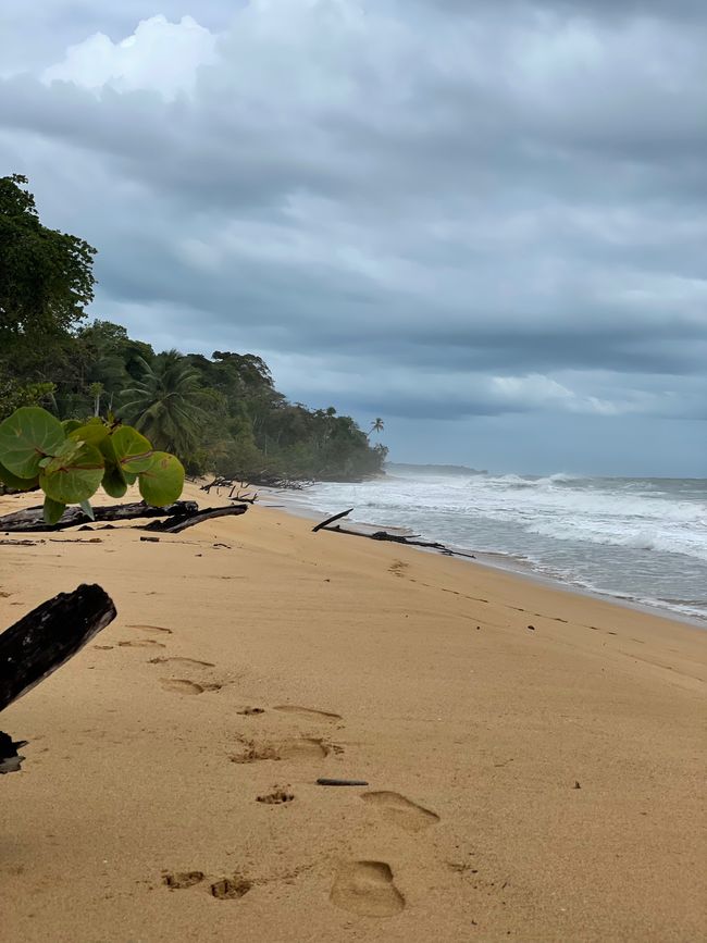 Day 12 + 13 Bocas del Toro - Bluff Beach - jungle tour and return journey