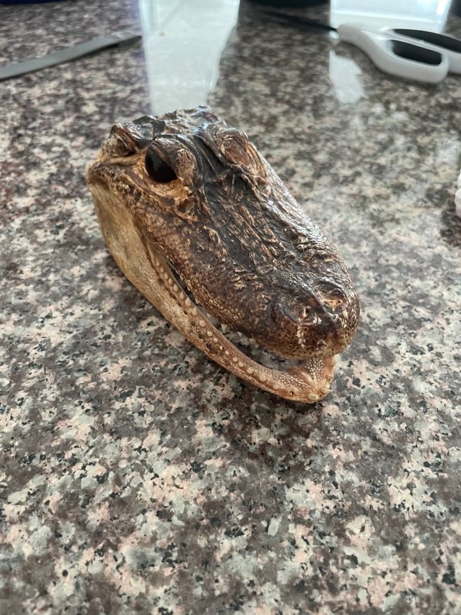 (real!) alligator skull