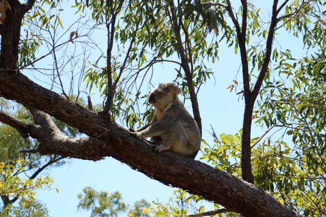 Koala No. 3