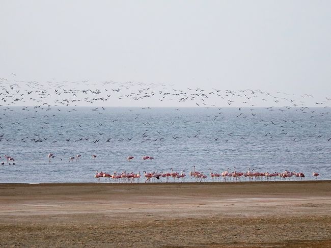 Flamingo viewpoint south of Paracas
