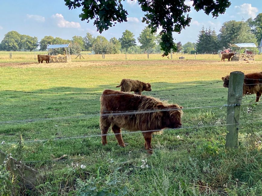 Vache I