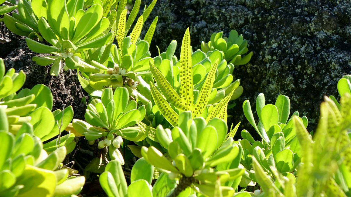 Hawaii 2022 - Part 3: Maui