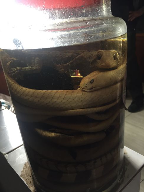 Snakes in rice wine as medicine