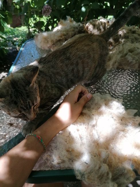 Cleaning wool with a diligent helper