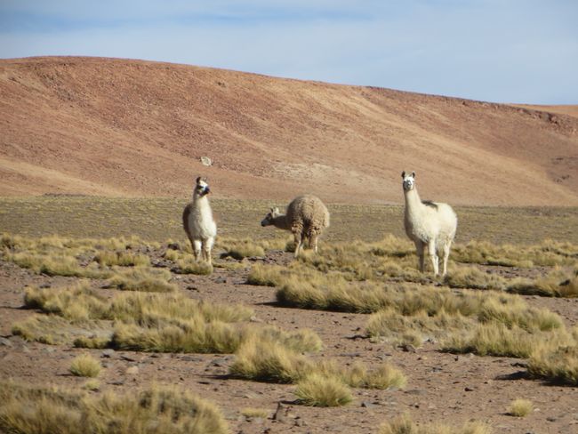 Salar de Uyuni