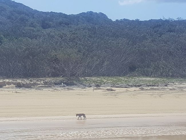 Ein Baby Dingo alleine am Strand unterwegs 
