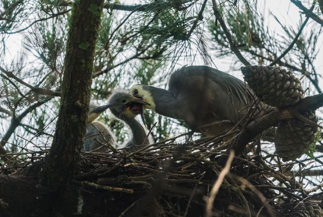 White-faced heron with chicks
