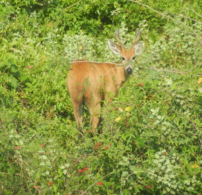 Pantanal Hirsch/ciervo